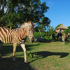 巴里島野生動物園