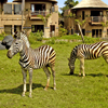 巴里島野生動物園